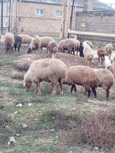 K/t heyvanları üçün mallar: Məhsul: Qoyun 22 baş boğaz — 2