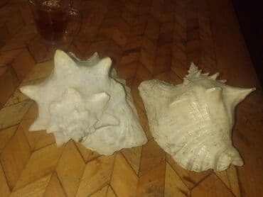 ağ balıq: Okean rakuşkası.Balıq qulagı.uzunlugu 25sm.2 eded var.sinigi catı — 2