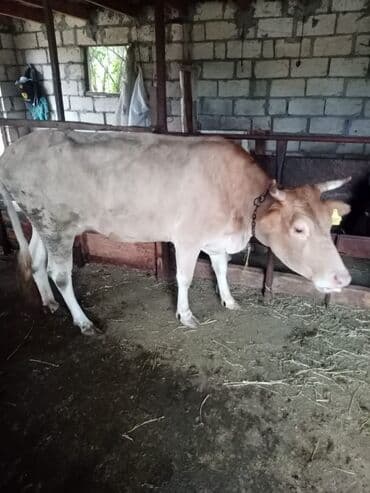 cins inekler: Satişa iri buynuzlu heyvan saqlan iney iki qarın doqnuş ve q0un quzu — 4