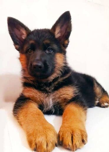 alman ovcarka balaları: Alman çoban iti, 2 ay, Erkek, Sənədli, Pulsuz çatdırılma — 7