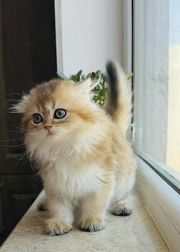 col quşu: Golden chinchilla dişi tam orginal gen . ata ny 11 ana ny 12 . Hər — 1