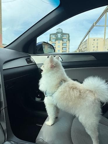 xaski balası: Şpitz — 6