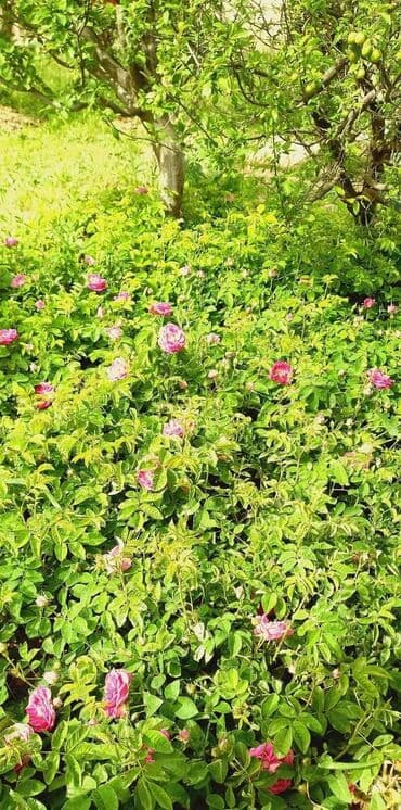 sumqayıt yaşma: 🏡 Təcili satılır: Sumqayıt – Yaşma bağlarında 3 otaqlı bağ evi (6 — 11