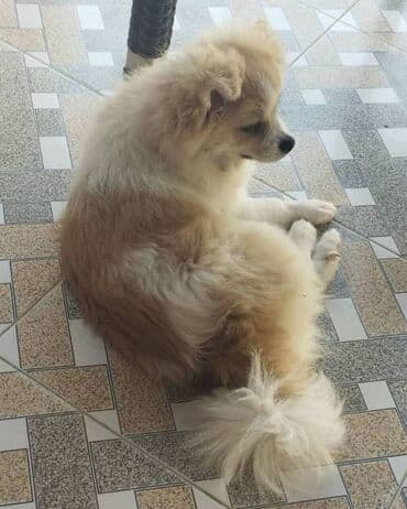 pulsuz itlerin verilmesi: Satılır 9 aylıq — 1