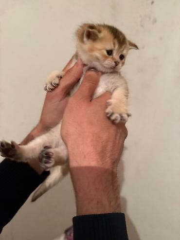 Şotland yastı qulaq — 1