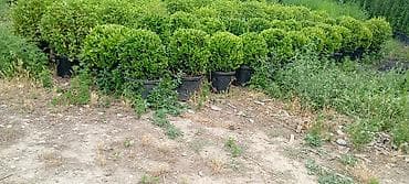 Çöl bitkiləri: Prunus laurocerasus (dağdağan/defnevişnə) dekorativ kol bitkiləri – — 3