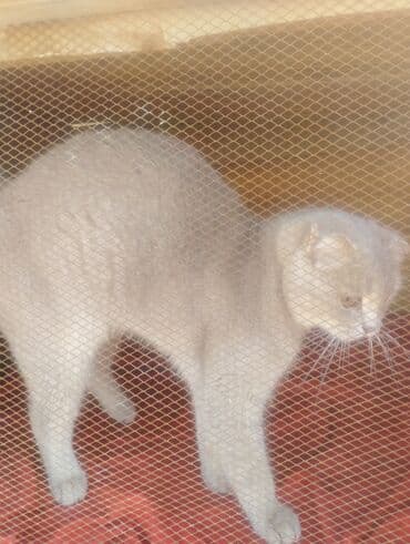 pişik çantasi: Boz rəngdə ev pişikləri - Növ: ev pişiyi (qısa tüklü, boz/gümüşü rəng — 9