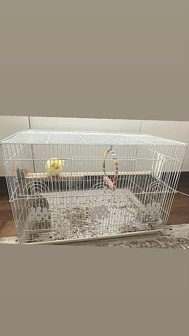 Salam hazir cut karela erkey sari olandi danisir isdeyene vidyosun ata