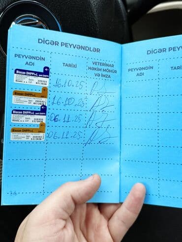 Lincoln: •	Yaşı: 4 aylıq (5 aylığa keçəcək) 	•	Tam aktiv və sağlamdır 	•	Bütün — 5