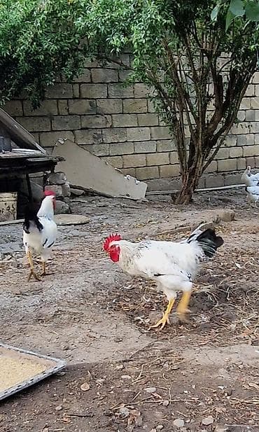 çin bildirçini: Təmiz cins xoruzlar (bir neçə rəngdə) 2 klo-dan yuxarı orta və iri — 5