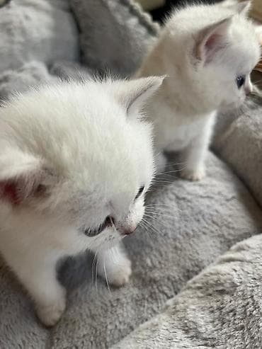 pişiy adları: Yaxşı əllərə — 2