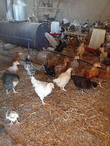 xoruzun nece rengi var: Toyuq cücələri, Ətlik — 7