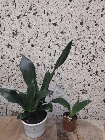 işlənmiş darvazalar satışı sumqayıtda: Tünd yaşıl rəngli yarpaqları olan bu ev bitkisi hər hansı bir otağa — 1