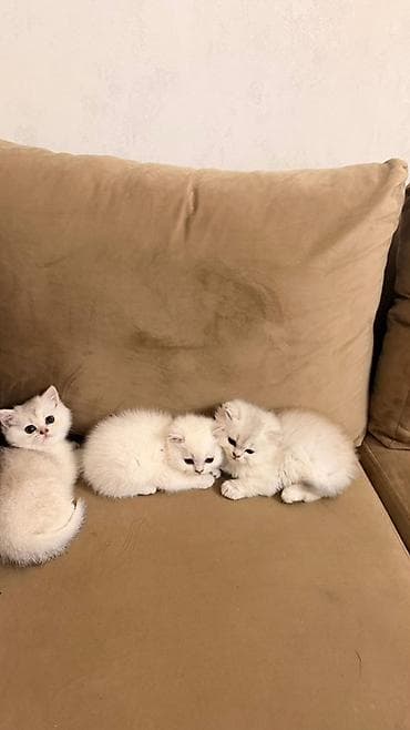Şinşilla, Dişi, Yaxşı əllərə, Ünvandan götürmə, Ödənişli çatdırılma — 2