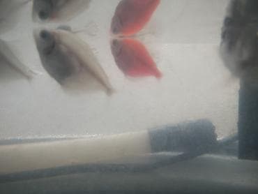 dib balıqları: TETRA BALİGİ ‼️BİRİ 2 AZN‼️
FERGLİ RENGLERİ VAR — 3