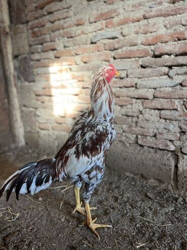 K/t heyvanları və malları: 7 ayna təzə keçib təzə təzə ban verir probu yoxdu real alıcıyla — 2