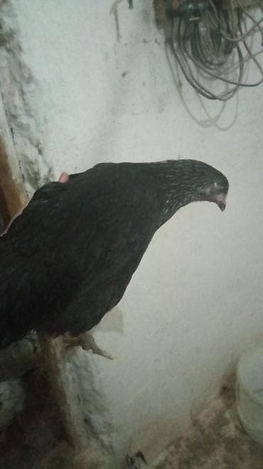 Heyvanlar üçün mallar: Toyuq, Yumurtalıq — 1