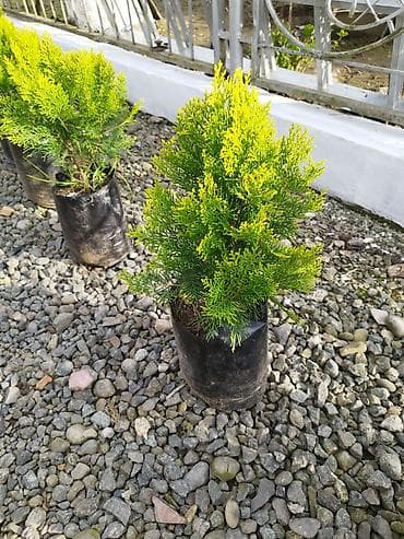 sam bali: Dekorativ həmişəyaşıl və tropik bitkilər – qablarda - Thuja (qızılı — 1