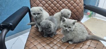 siam pişiyi qiyməti: Şotland, Erkək, Dişi, Yaxşı əllərə, Ödənişli çatdırılma — 11