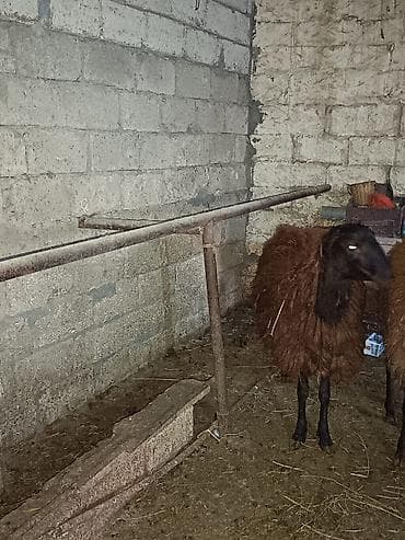 ucuz itlerin satisi: Erkək, Qala, il: 1, 65 kq, Ünvandan götürmə — 2