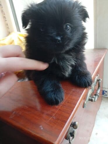 bala it sekilleri: 1 ay, Erkek — 3