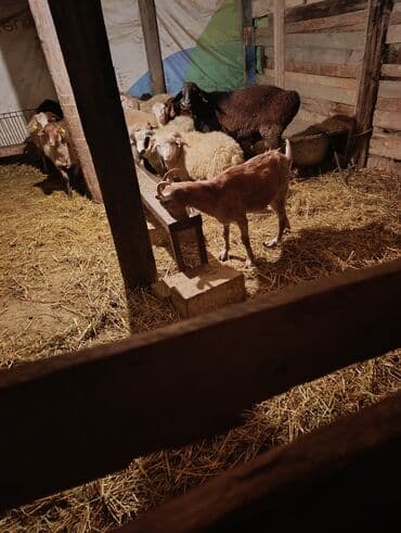 рынок животных в баку: 1 ci qarna bogaz heleb qatşq keci — 3