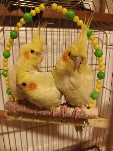 Növ: Nimfa tutuquşusu (Cockatiel) Rəng: Açıq sarı (Lutino), yanaqlarda