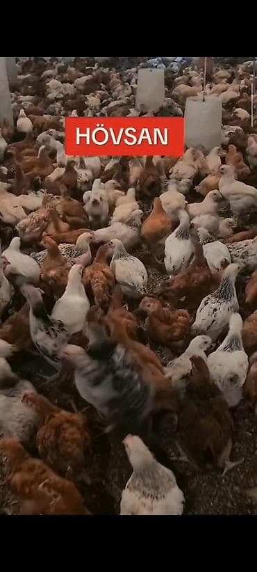 damaz: HOVSAN :65 GUN TAM SAGLAM DAMAZLIQ ✅ 0️⃣ 5️⃣ 5️⃣- 7️⃣ 7️⃣ 8️⃣- 0️⃣ — 4