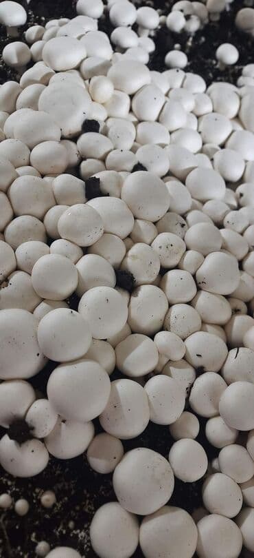 şam ağac: Salam hərvaxtınız xeyir, "CHAMPION GROUP" olaraq sizlərin qarşısına — 5