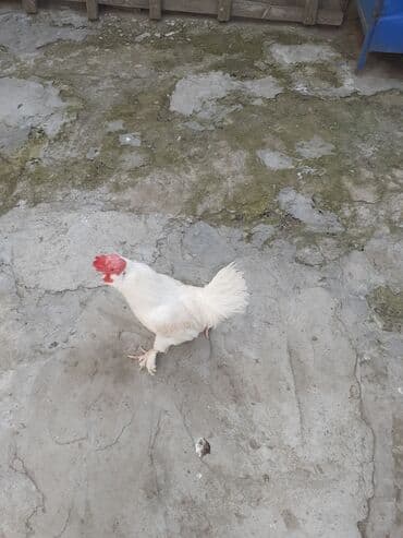 Məhsul: Ağ rəngli ev toyuğu (xoruz) Təsvir: - Tam ağ lələklər lalafo.az -da Məhsul: Ağ rəngli ev toyuğu (xoruz) Təsvir: - Tam ağ lələklər