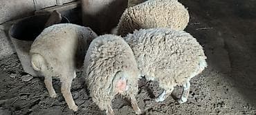 balaken heyvan satisi: Qurbanlıq quzular .Cins: Qoyun (yunu bol, iri cüssəli) Təyinat: Ət və — 4