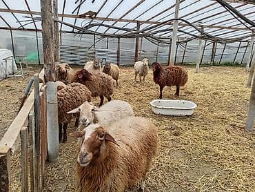 bala dana: Dişi, Qala, il: 1, 50 kq, Damazlıq, Ünvandan götürmə — 4