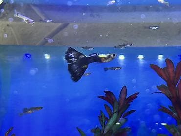 rottweiler satış: Sülhsevər, Ödənişli çatdırılma — 7