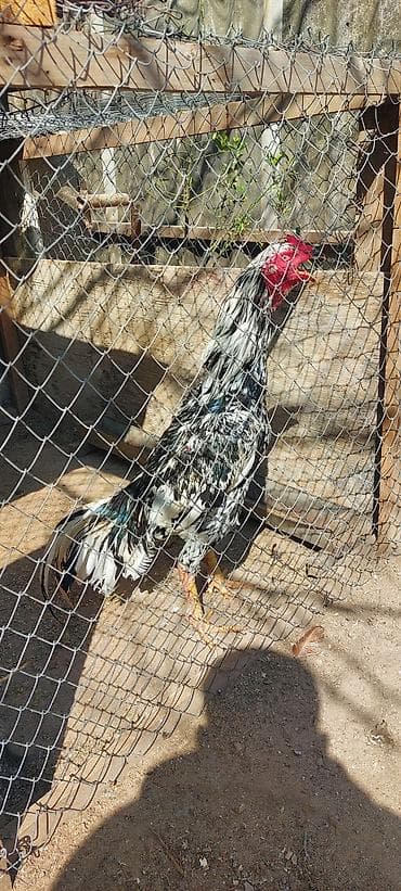 dəvə quşu: Məhsul: Uzunboyun döyüş xoruzu (süs və damazlıq üçün) Təsvir: - Cins — 2