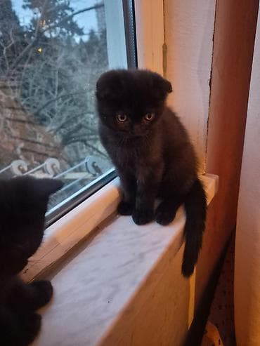 Şotland yastı qulaq, Erkək, Dişi, Yaxşı əllərə, Ünvandan götürmə, Pulsuz çatdırılma, Ödənişli çatdırılma — 5