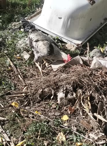 Xoruz, Heyratı, il: <1, Ünvandan götürmə lalafo.az -da Xoruz, Heyratı, il: <1, Ünvandan götürmə