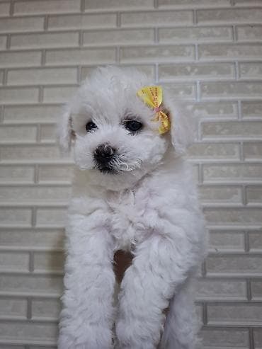 naxcivan heyvan elanlari: Bişon Frize, 2 ay, Dişi, Ünvandan götürmə — 1