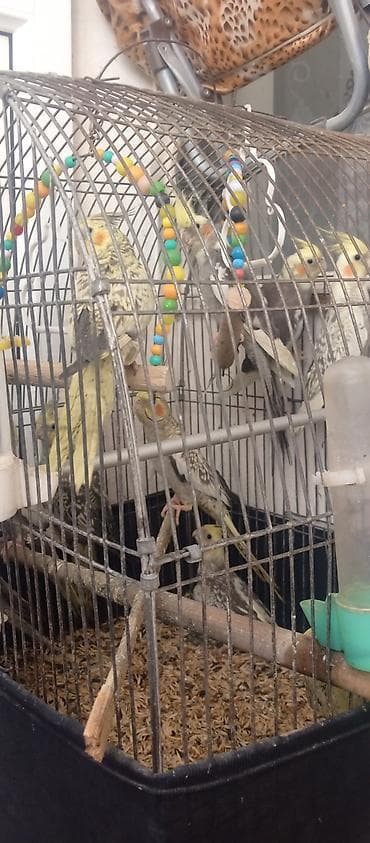 quşlar: Korella tutuquşu (cockatiel) – müxtəlif rənglərdə. sağlam quşlardır — 3