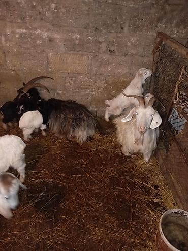 Pişiklər: Məhsul: Qoyun-keçi təsərrüfatından müxtəlif yaşda və cinsdə keçilər — 3