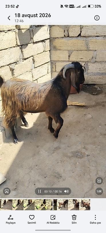 Erkey teke heleb 350 azn super qızgındı 1 yaşı teze olub lalafo.az -da Erkey teke heleb 350 azn super qızgındı 1 yaşı teze olub