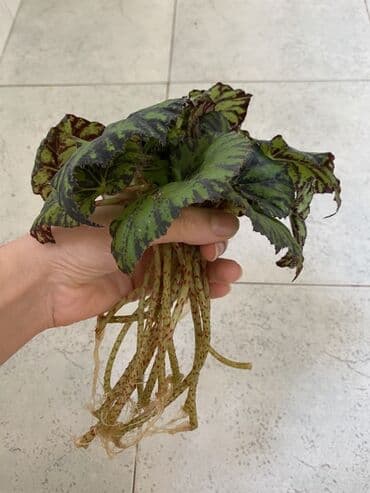 diffenbaxiya gülü haqqında məlumat: Begoniya Rex (rəngarəng yarpaqlı) – dekorativ otaq bitkisi - Növ — 4