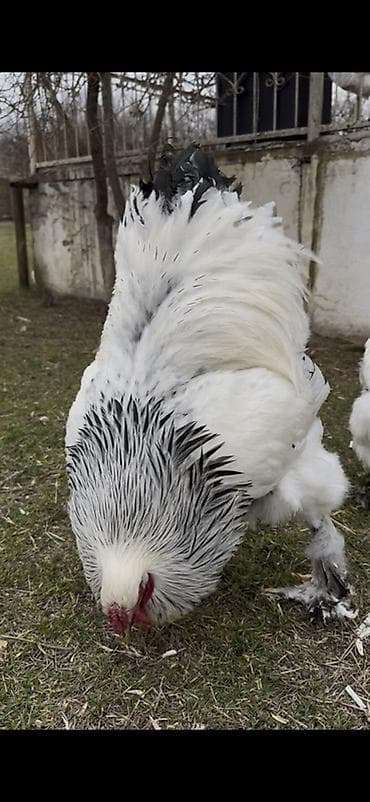 Quşlar: Toyuq, Brama, Damazlıq — 2