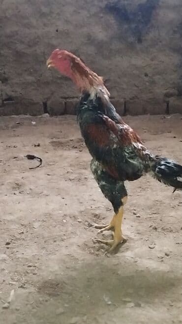 barter itler: Xoruz, il: 1 — 4