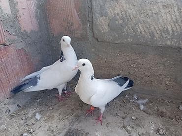 ev quşları haqqında melumat: Goyboyun goyquyruglar hazır cut altdarında yumurtası var onuda deyimki — 4