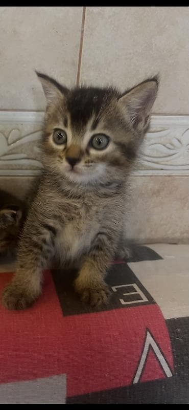golden satışı: Qızıl şinşilla, Erkək, Dişi, Yaxşı əllərə, Ödənişli çatdırılma, Ünvandan götürmə — 3