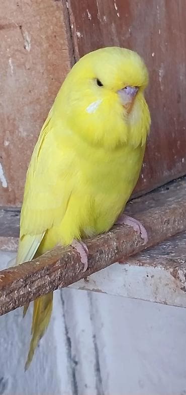 xaski balalari satilir: Lutino dalmaçinski cinsinə yaxın, tam parlaq sarı rəngli bülbül — 2