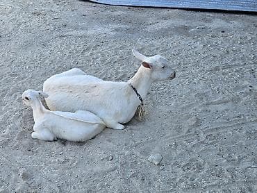 cepisler: Dişi, Zanen, il: 2, Südlük — 2