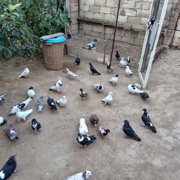 heyvanlara verilen xususi adlar: Məhsul: Ev göyərçinləri kolleksiyası Təsvir:kom satılır - Rəng — 4