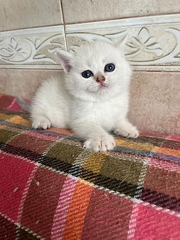 şinsilla: Qızıl şinşilla — 3