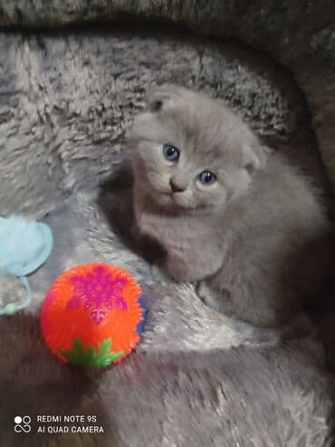 Bıçaqlar: Şotland, Erkək, Dişi, Ünvandan götürmə — 3